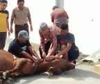 Keistimewaan Idul Adha: Cinta, Pengorbanan, dan Persaudaraan